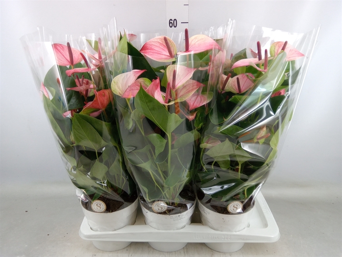 <h4>Anthurium andr. 'Mystique'</h4>