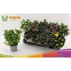 Chrysanthemum   ..mix 7