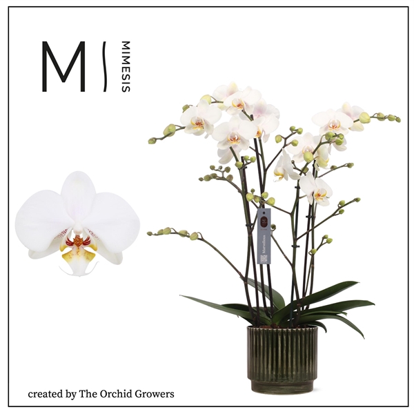 <h4>Mimesis Phal. Marvellous White - 50+ flowers 17cm in Nella Forest ceramic</h4>