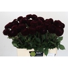 Dahlia Dark Prince