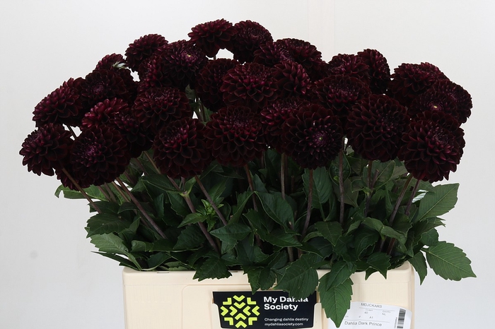 <h4>Dahl Dark Prince</h4>