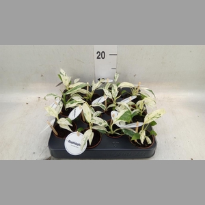 Planten Groen   ...L%