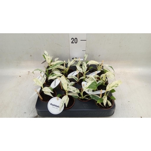 Planten Groen   ...L%