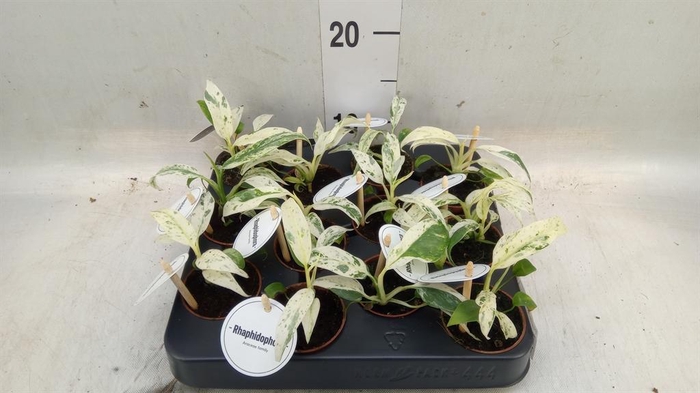 <h4>Planten Groen   ...L%</h4>