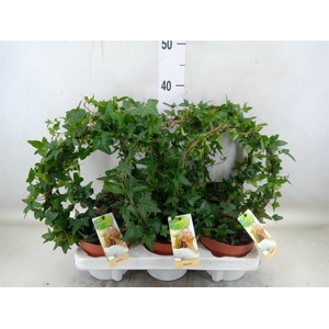 Hedera   ...green leafed