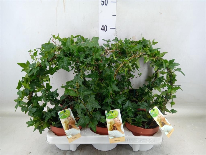 <h4>Hedera ...green leafed</h4>