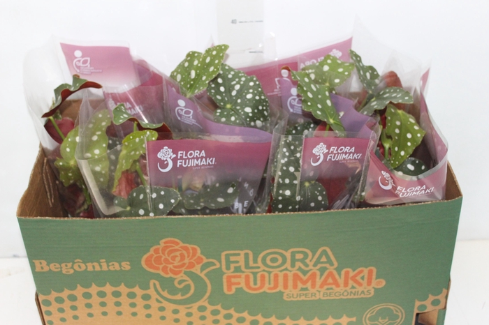 <h4>BEGONIA MACULATA P13 PO</h4>