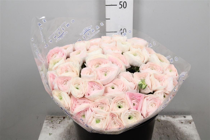 <h4>Ran Cl Su Hanoi S</h4>