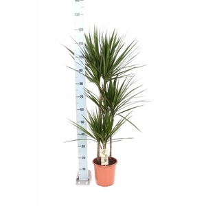 DRA MARGINATA