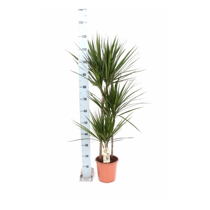 <h4>DRA MARGINATA</h4>