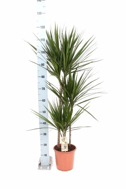 <h4>DRA MARGINATA</h4>