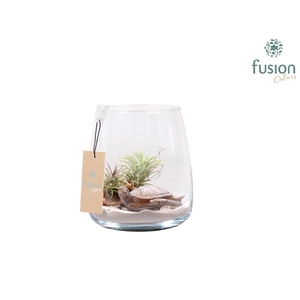 Glas Alzada Maritiem met Tillandsia Air Plants