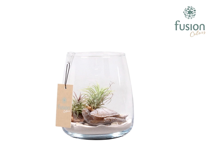 <h4>Glas Alzada Maritiem met Tillandsia Air Plants</h4>
