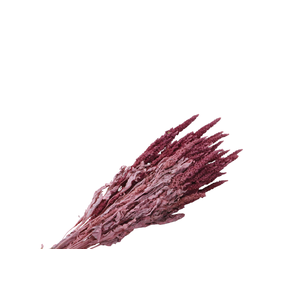 Amaranthus Pink Wash