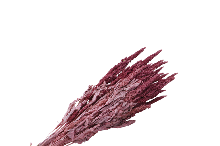 <h4>Amaranthus Pink Wash</h4>