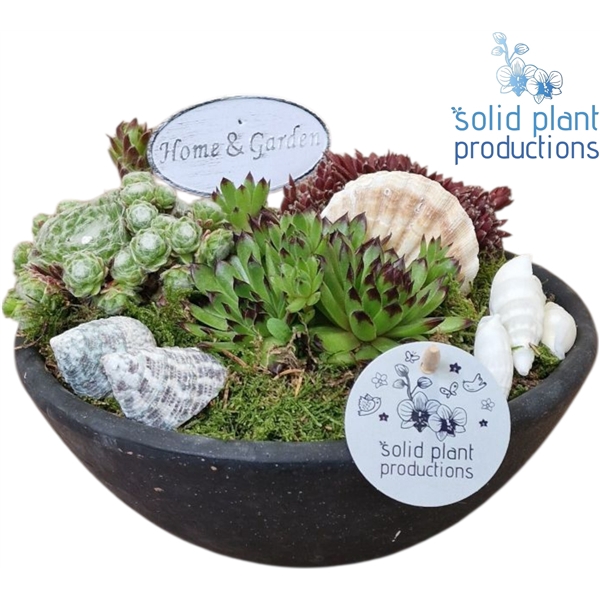 SMP004 Ebbi Mini Sempervivum