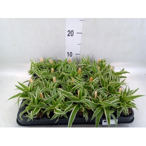 Chlorophytum com. 'Ocean'