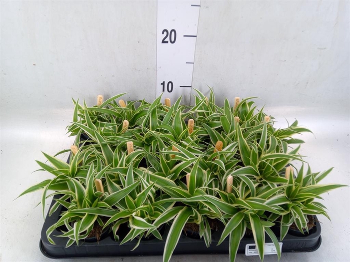 <h4>Chlorophytum com. 'Ocean'</h4>