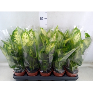 Dieffenbachia  'Compacta'