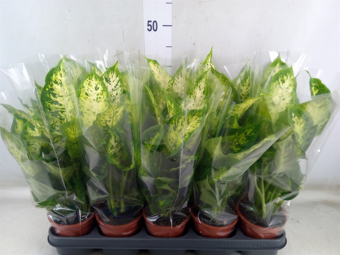 <h4>Dieffenbachia  'Compacta'</h4>