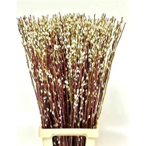 T Salix Wilgenkatjes