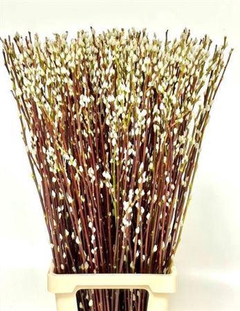 <h4>T Salix Wilgenkatjes 100cm</h4>