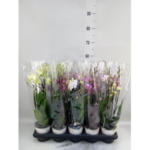 Phalaenopsis ...mix