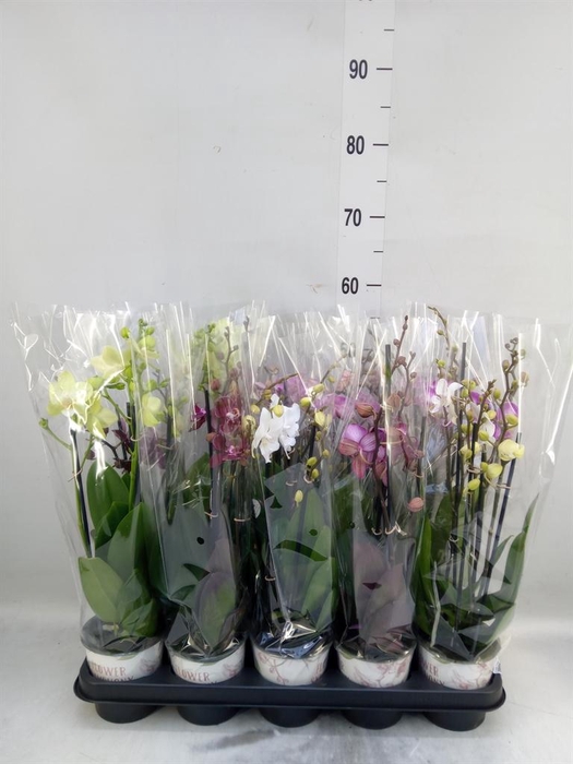 <h4>Phalaenopsis ...mix</h4>