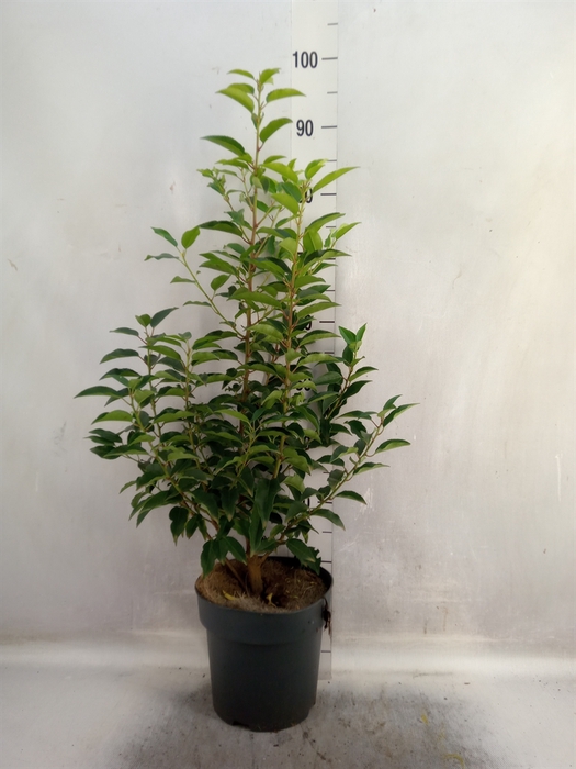 <h4>Prunus lusit. 'Angustifolia'</h4>