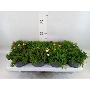 Delosperma coop. 'Lido'   ...mix