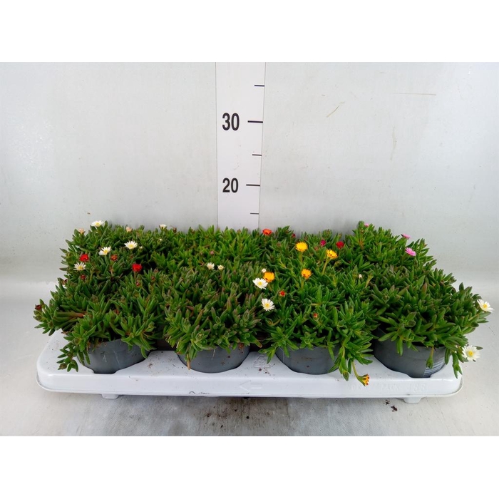<h4>Delosperma coop. 'Lido'   ...mix</h4>