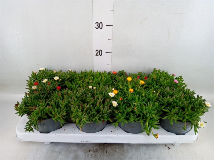 <h4>Delosperma coop. 'Lido' ...mix</h4>