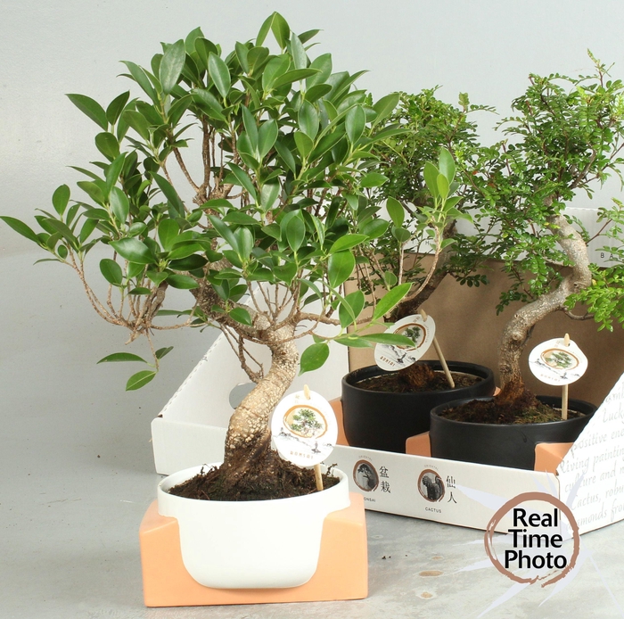 <h4>BONSAI GEM</h4>
