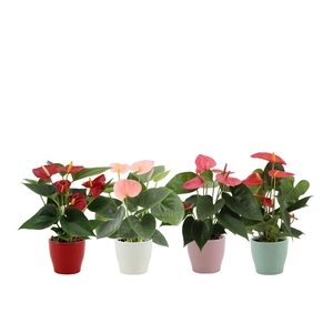 Anthurium 4 color mix in Alicante ceramics