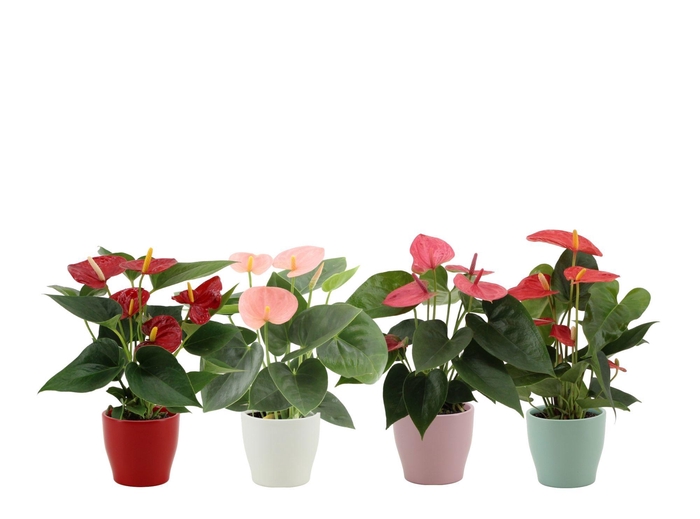 <h4>Anthurium 4 color mix in Alicante ceramics</h4>