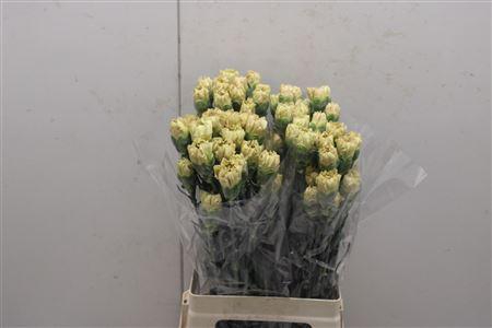 <h4>Di St Ambar</h4>