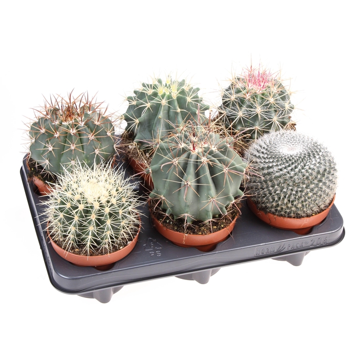 <h4>Cactus bol mix</h4>