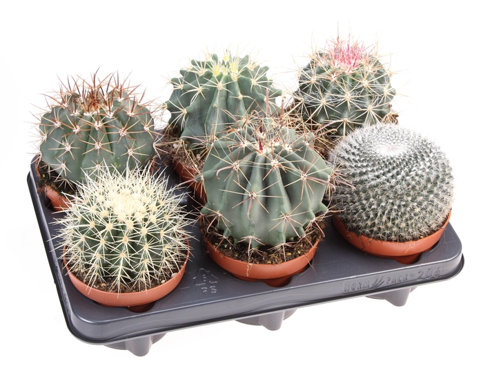 <h4>Cactus bol mix</h4>