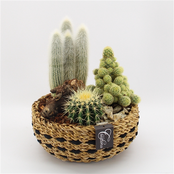 <h4>CTCR-2529 Cactus Essentials</h4>