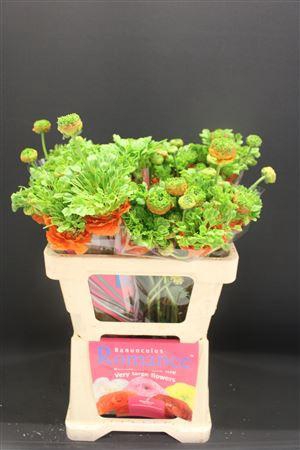 <h4>Ran Rom Crown Nervion 50cm</h4>