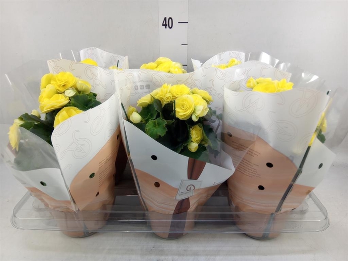 <h4>Begonia elat. HL 'Nadine'</h4>