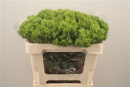 <h4>Di Barb Green Wicky</h4>