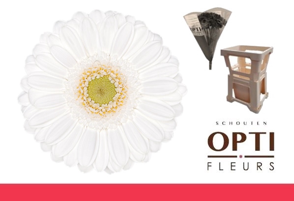 <h4>Germini Lobby Water</h4>