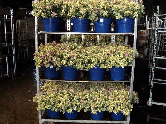 <h4>HEBE AND VARIEGATA</h4>