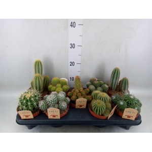 Cactus   ...mix