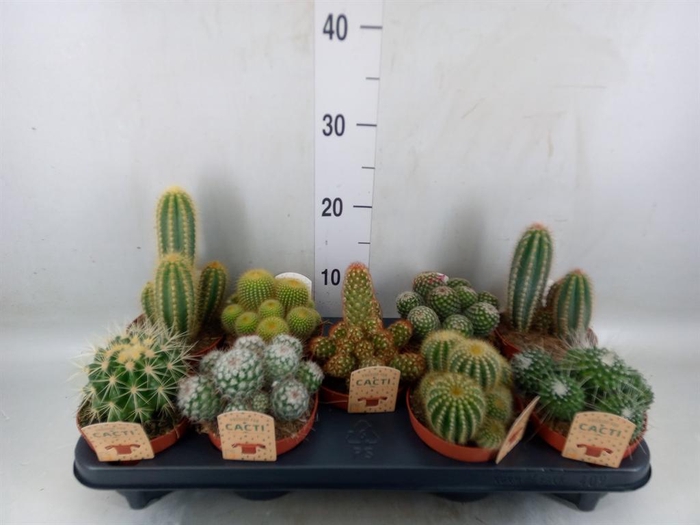 <h4>Cactus   ...mix</h4>