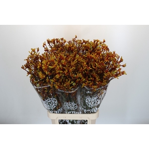 Anigozanthos Gold Fever