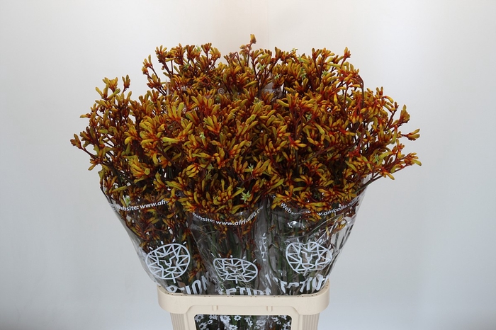 <h4>Anigozanthos Gold Fever</h4>