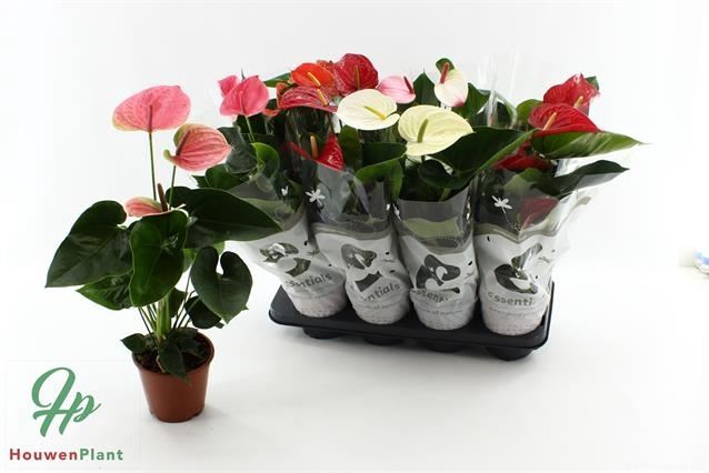 <h4>Anthurium Andr. gemengd 4 kleuren</h4>