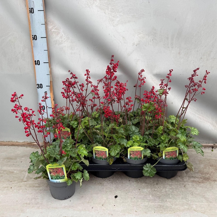 <h4>Heuchera sanguinea</h4>